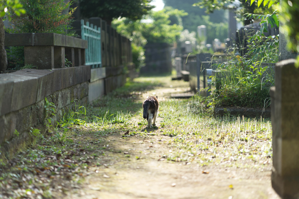 ねこ