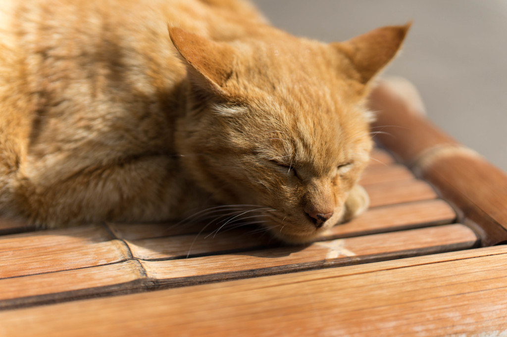 ねこ