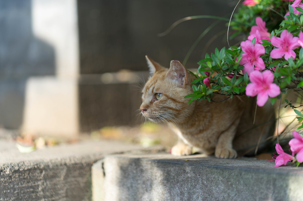 ねこ