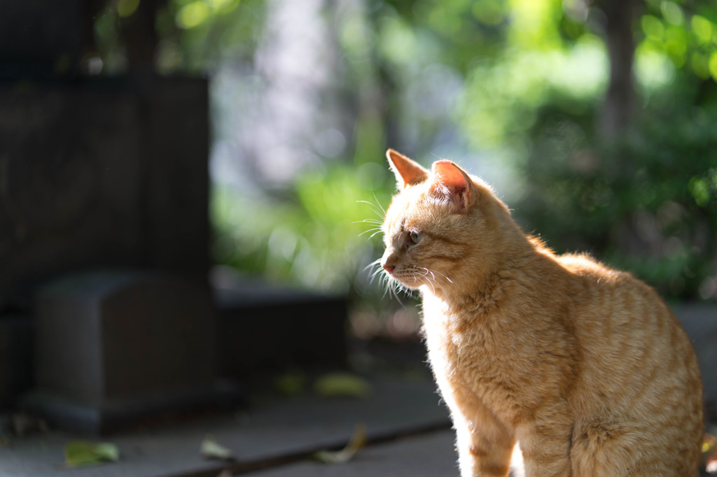 ねこ