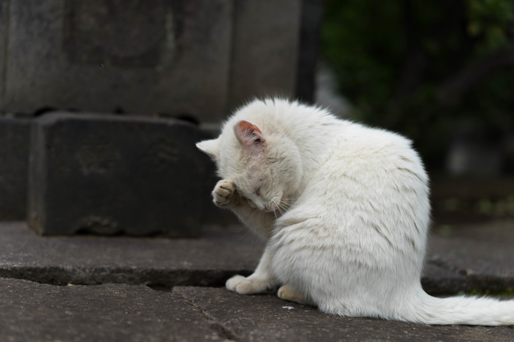 ねこ