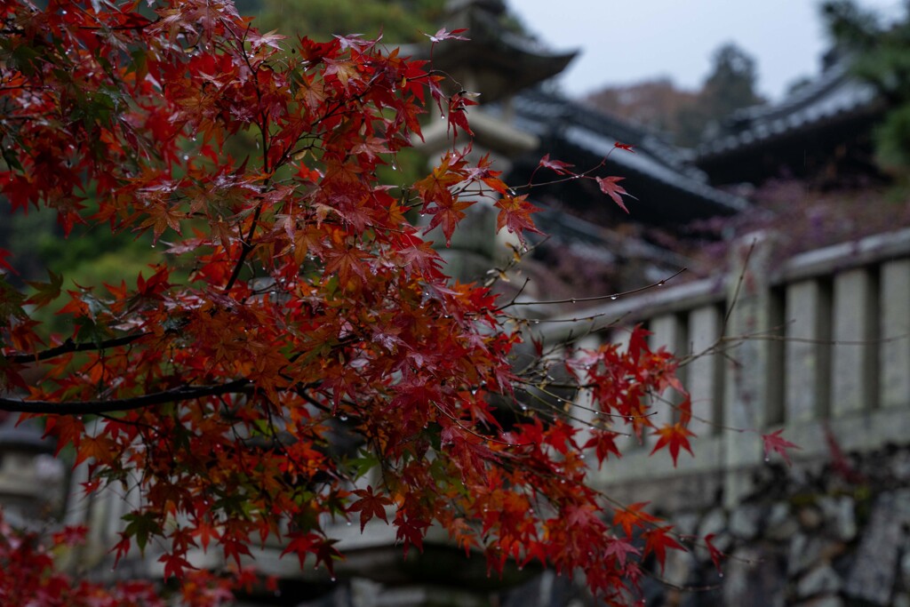 楊谷寺の紅葉