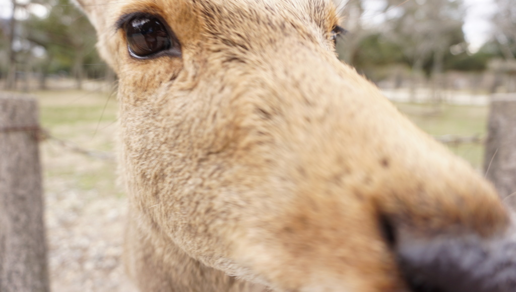 奈良公園の鹿