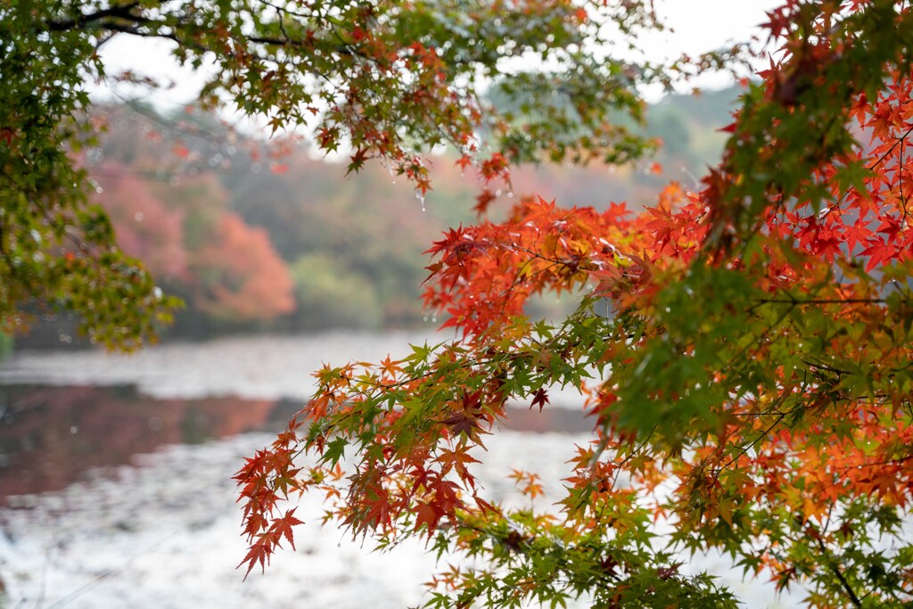 龍安寺の紅葉