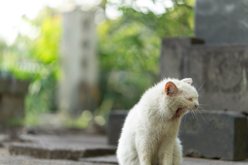 ねこ