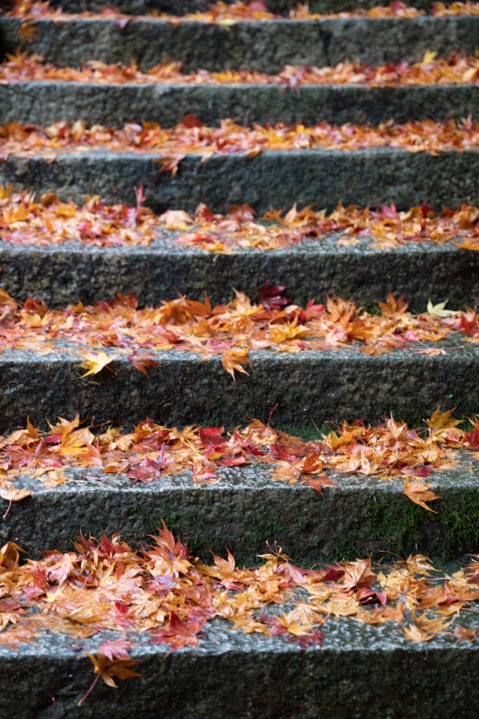 楊谷寺の紅葉