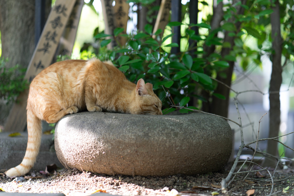 ねこ