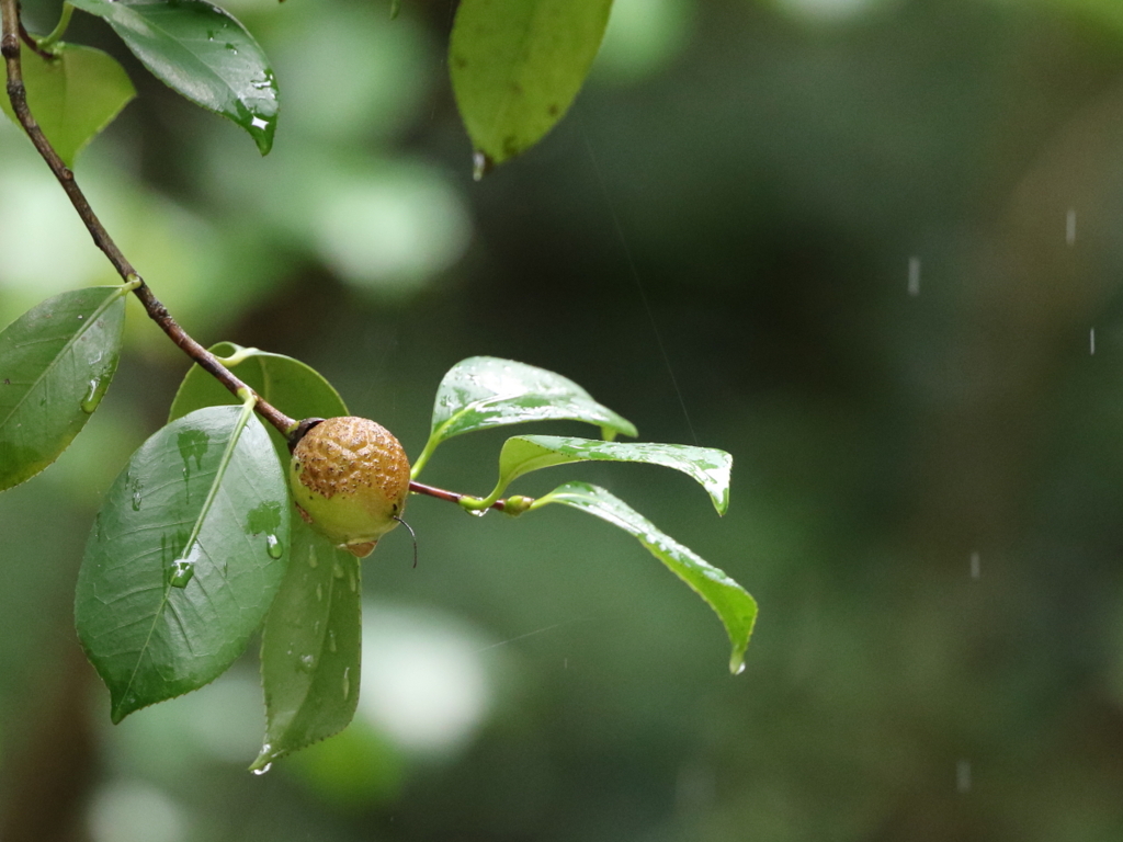 一時の雨上の散歩（2/2）