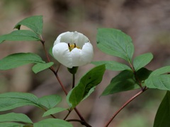 山芍薬