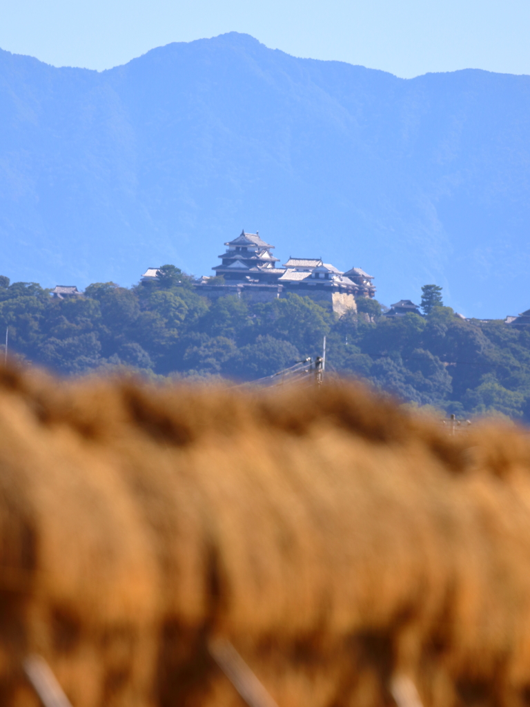 城下のハゼ