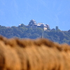 城下のハゼ