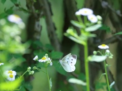 雑草に