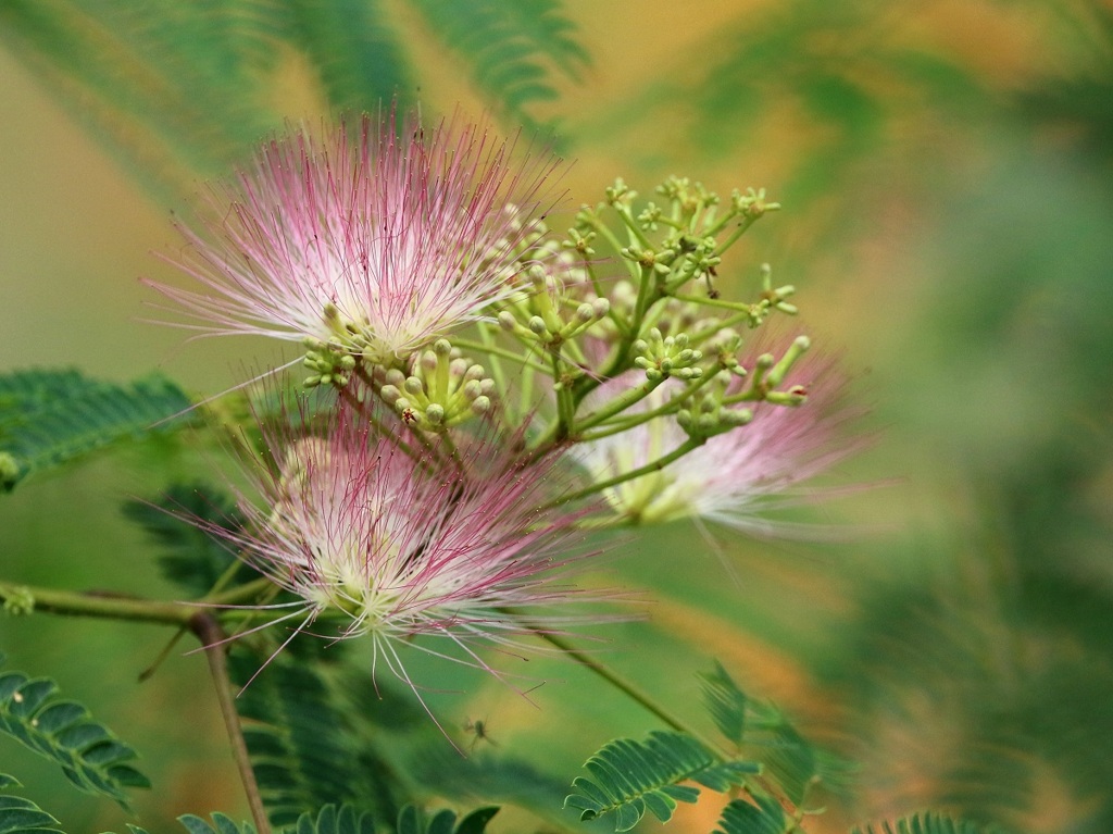 ネムノキの花