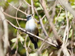 初撮り、鳥