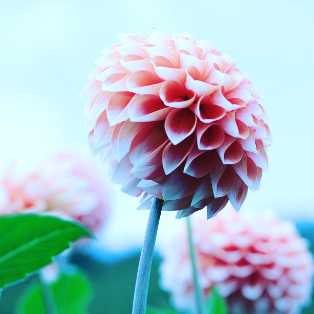花びら何枚
