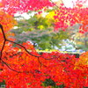 紅