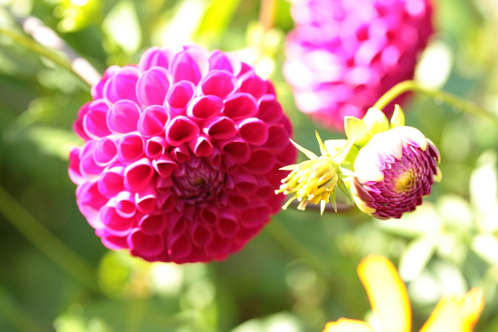 可愛い花