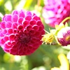 可愛い花