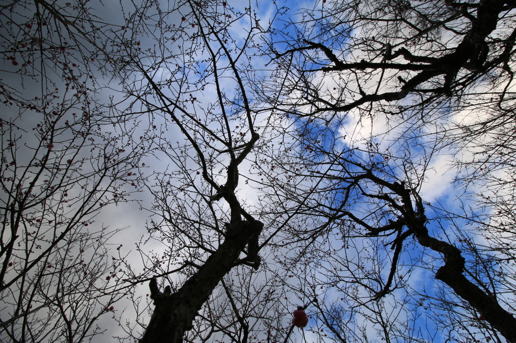 冬の空