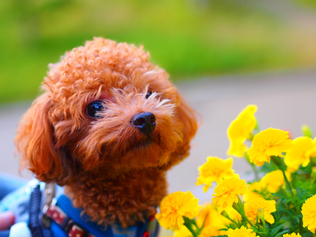 愛犬