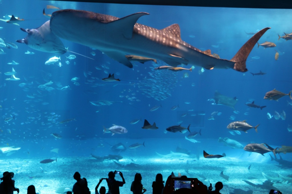美ら海水族館