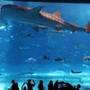 美ら海水族館