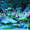 睡蓮花