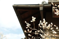 せたがや梅まつり②