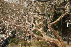 せたがや梅まつり③