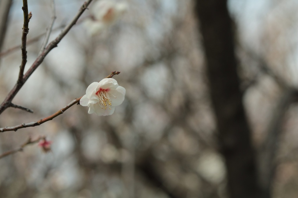 せたがや梅まつり①