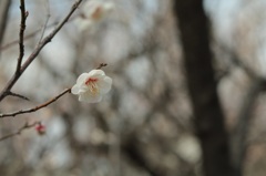 せたがや梅まつり①