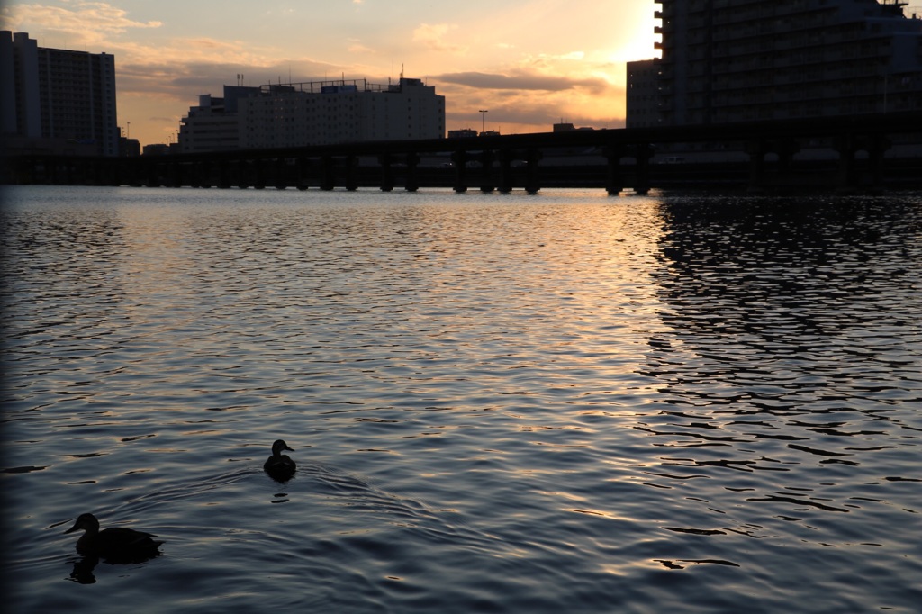 夕陽に照らされた川で