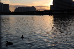 夕陽に照らされた川で