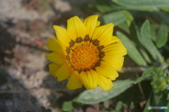 花　名前は不明