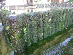 したたり落ちる水。