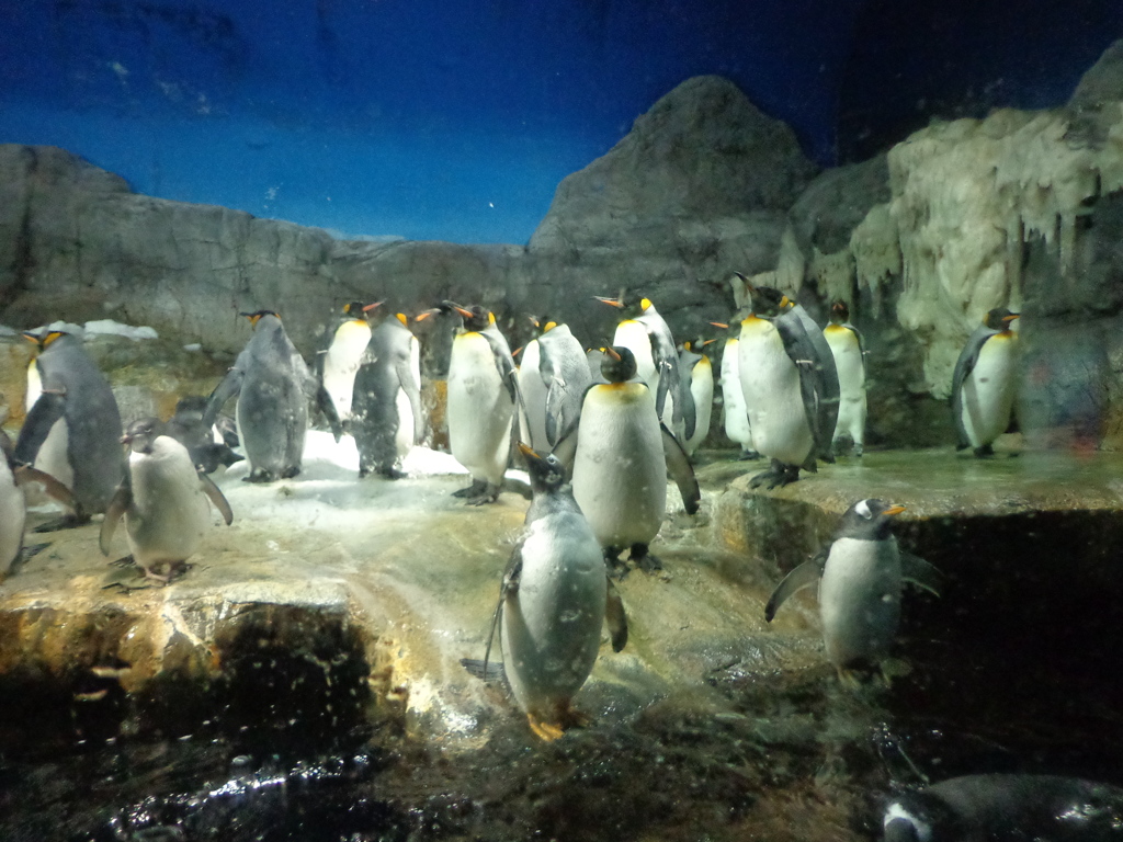 棒立ちのペンギンたち。