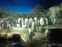 棒立ちのペンギンたち。