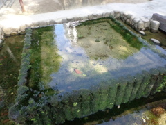 湧水公園の湧水。