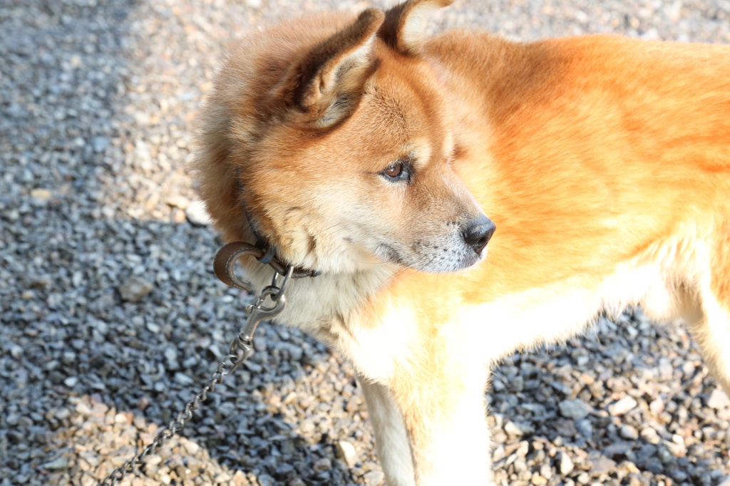 愛犬
