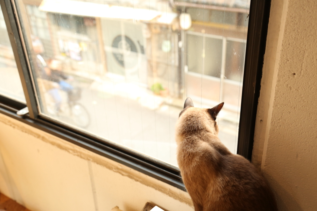 黄昏猫