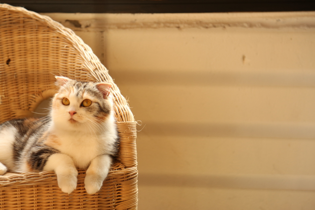 猫さん