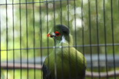 京都動物園