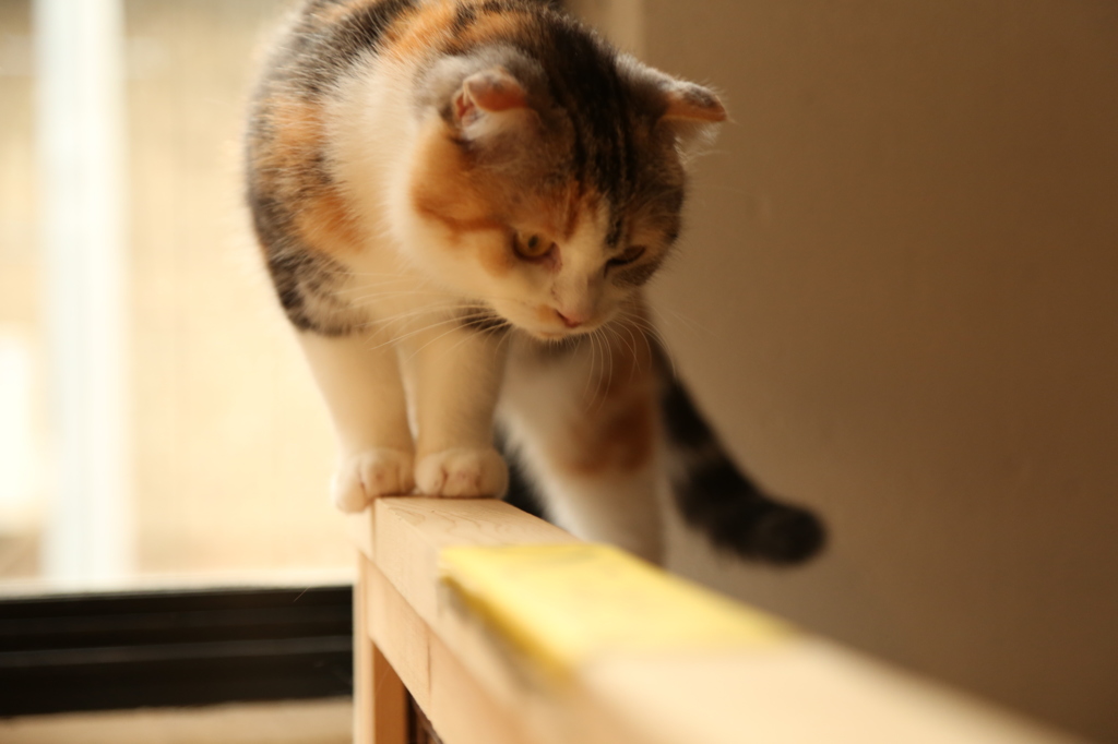 ねこカフェ