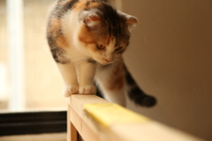 ねこカフェ