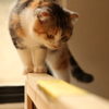 ねこカフェ