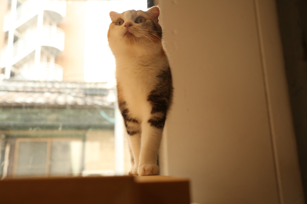 猫の美脚