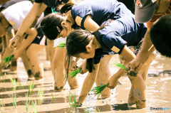 田植え 田植え