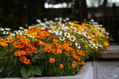 千葉公園にて。新レンズはどうかな。