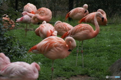 千葉市動物公園にて