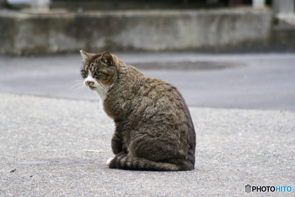 ぬこ